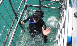 Minister of Tourism goes Shark Cage Diving with Marine Dynamics